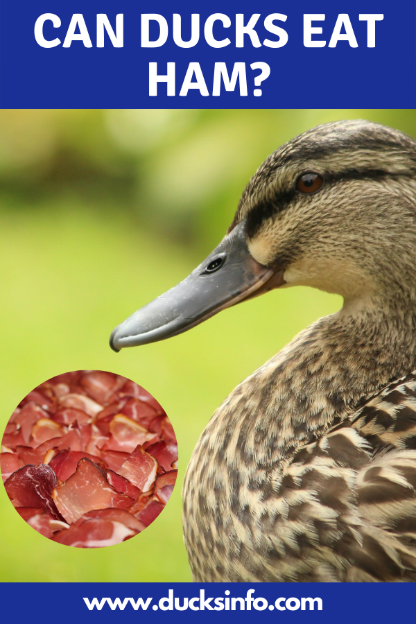 Can ducks eat ham