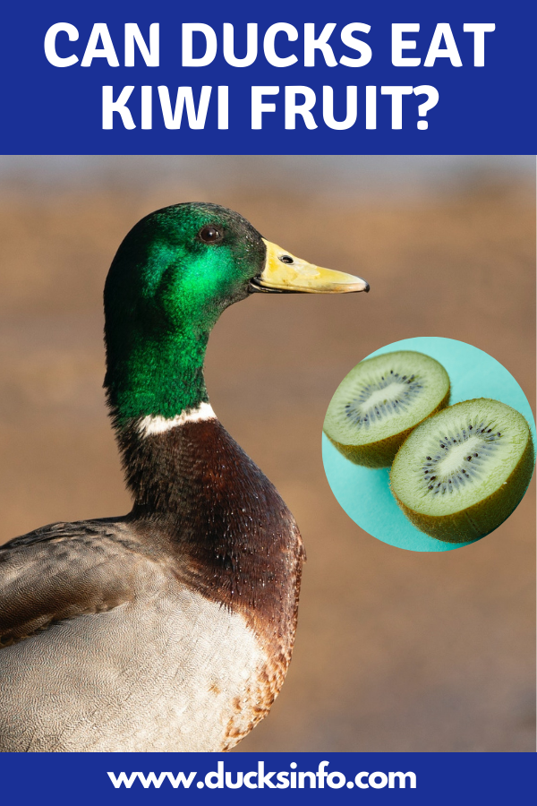 Can ducks eat kiwi fruit