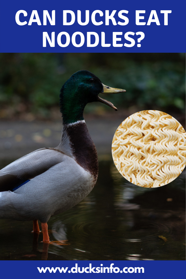 Can ducks eat noodles