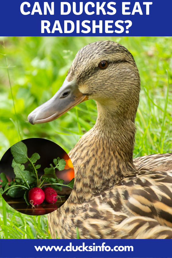 Can ducks eat radishes