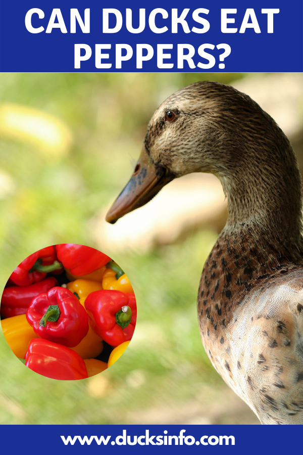 can ducks eat peppers