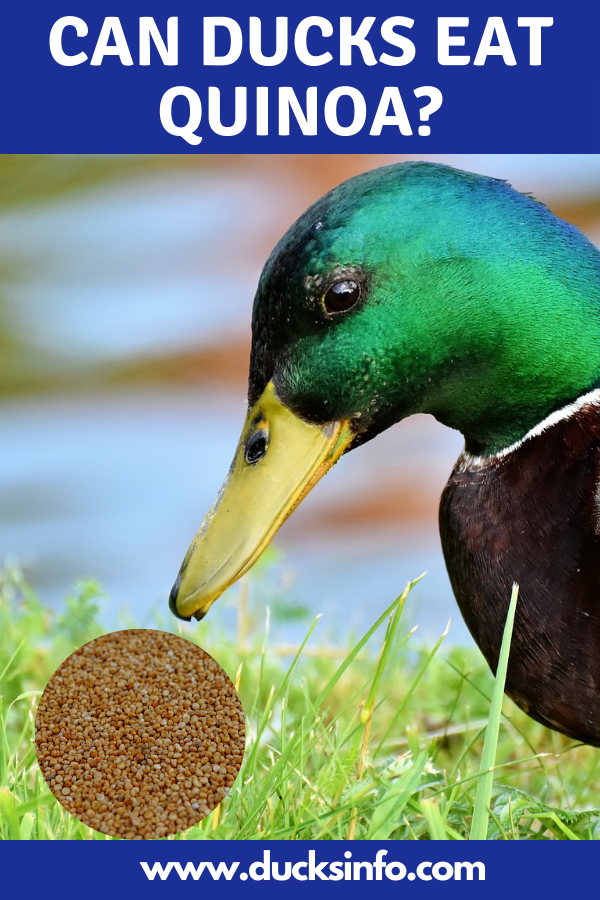 can ducks eat quinoa
