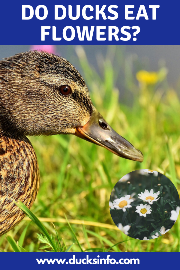 do ducks eat flowers
