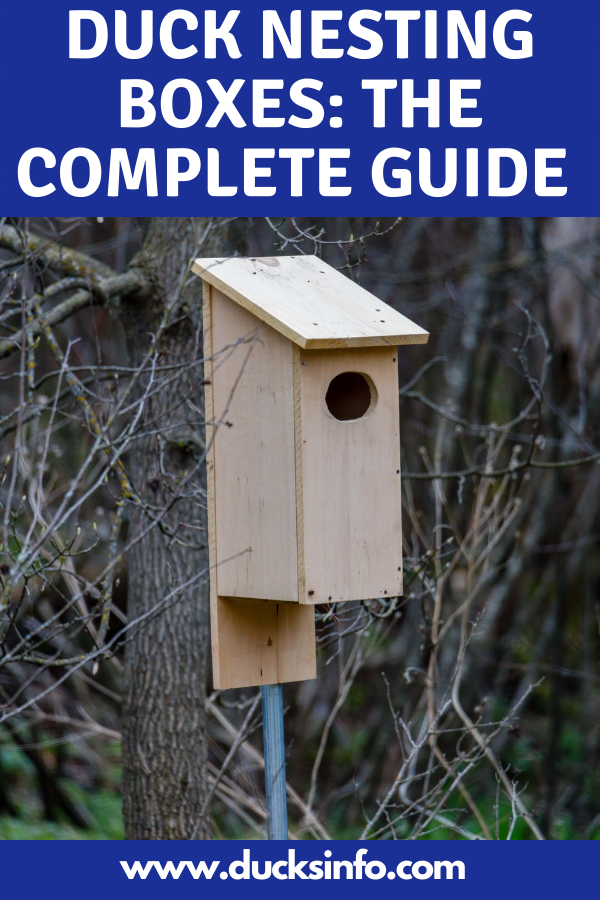 Complete guide to duck nesting boxes