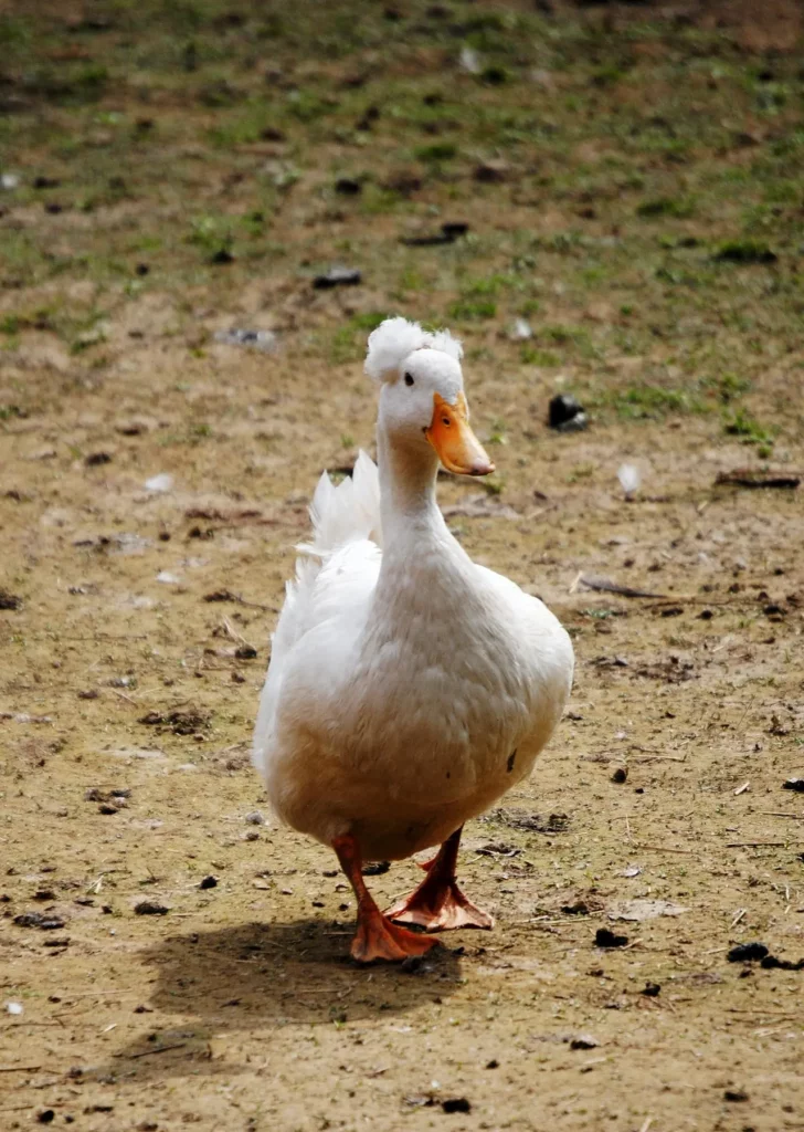 what do american pekin ducks look like