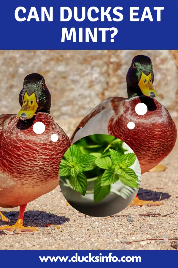 Can Ducks Eat Mint