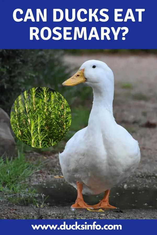 Can Ducks Eat Rosemary