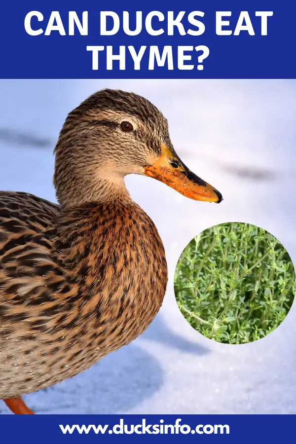Can Ducks Eat Thyme