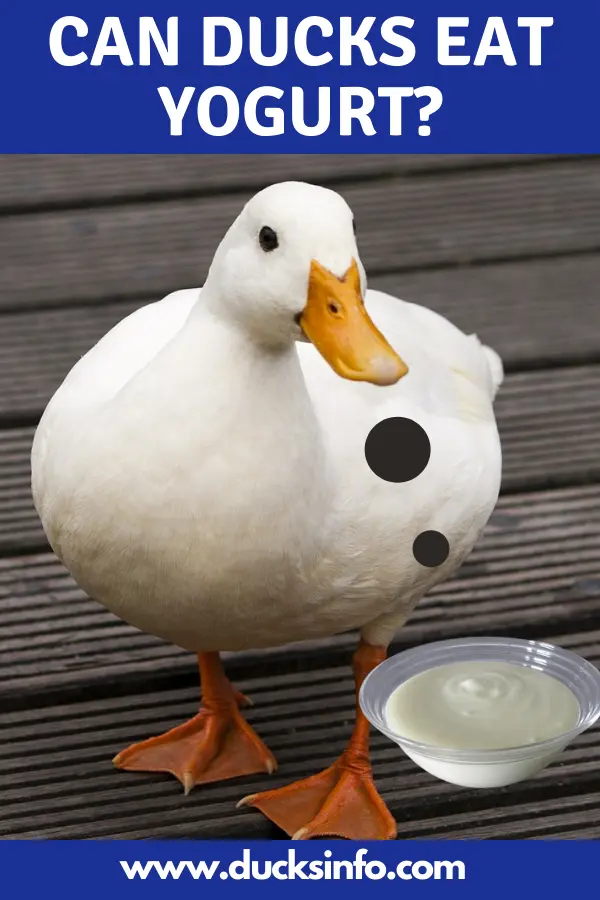 Can Ducks Eat Yogurt
